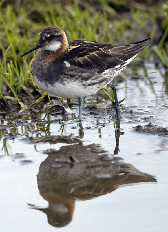 Red-necked_Phalarope_22_Iceland_068