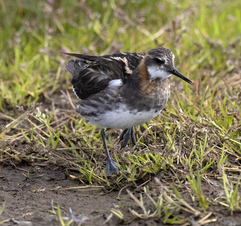 Red-necked_Phalarope_22_Iceland_076