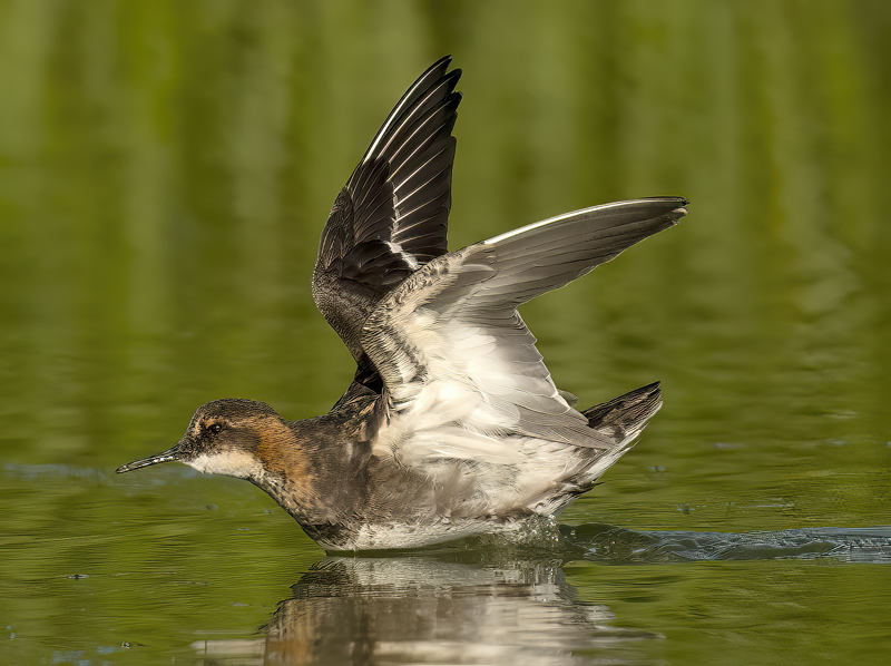 Red-necked_Phalarope_22_Iceland_258