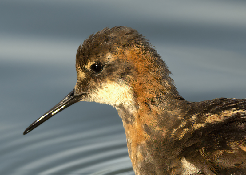Red-necked_Phalarope_22_Iceland_263a