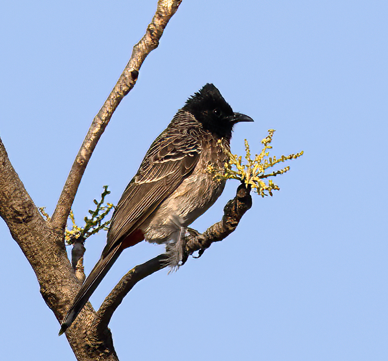 Red-vented_Bulbul_25_India_003