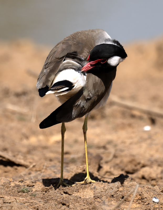 Red-wattled_Lapwing_25_India_001