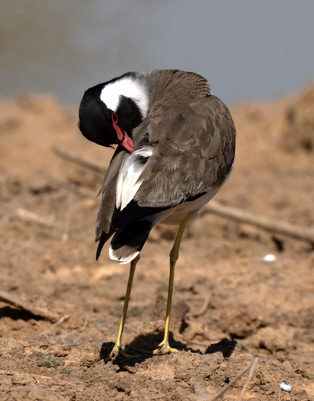 Red-wattled_Lapwing_25_India_013