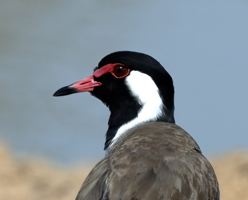 Red-wattled_Lapwing_25_India_017