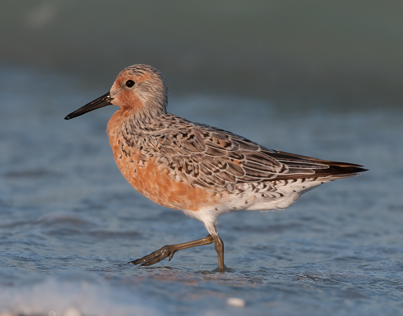 Red_Knot_10_FL_004