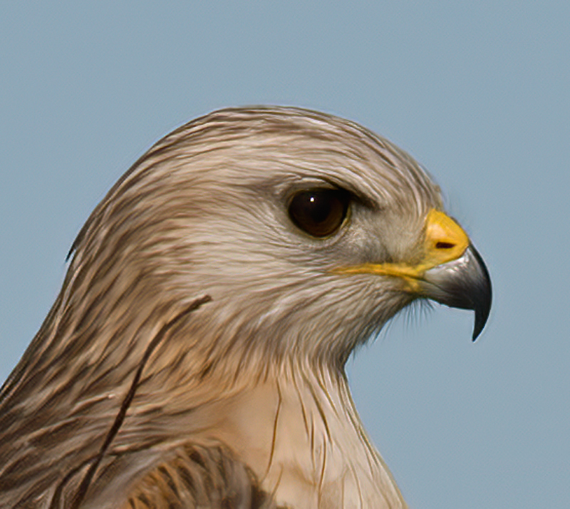 Red_Shouldered_Hawk_09_FL_001