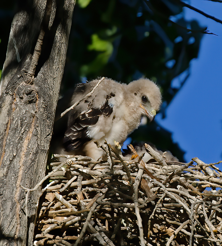 Red_Tailed_Hawk_13_CA_011