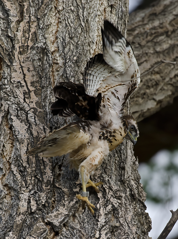 Red_Tailed_Hawk_13_CA_127