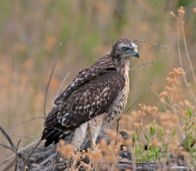 Red_Tailed_Hawk_13_CA_133