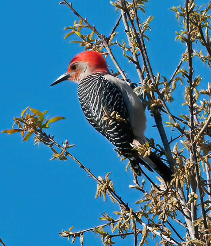 Red_bellied_Woodpecker_11_FL_010