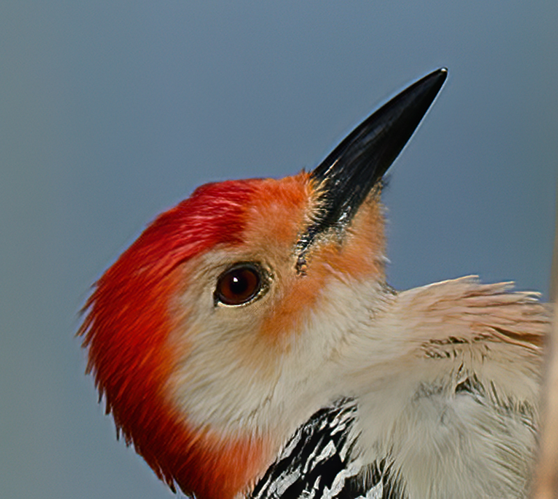 Red_bellied_Woodpecker_12_FL_026