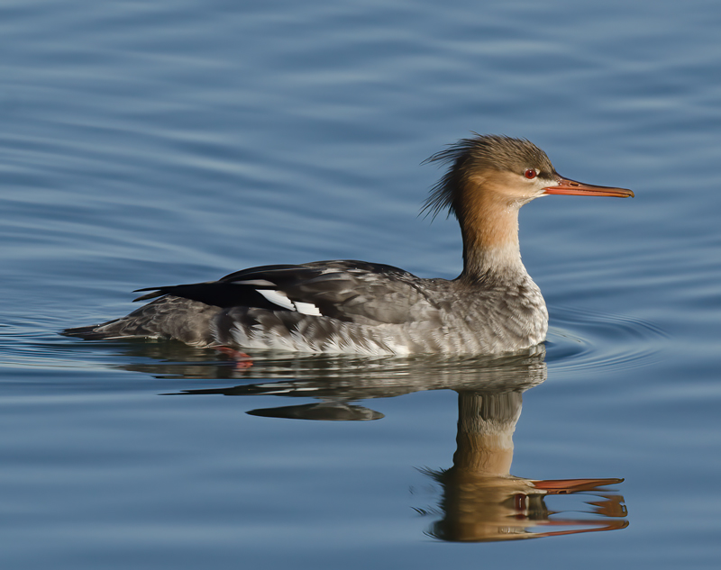 Red_breasted_Merganser_10_FL_012