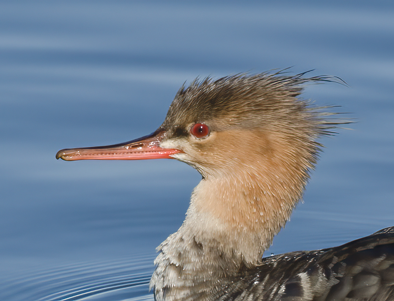 Red_breasted_Merganser_10_FL_017