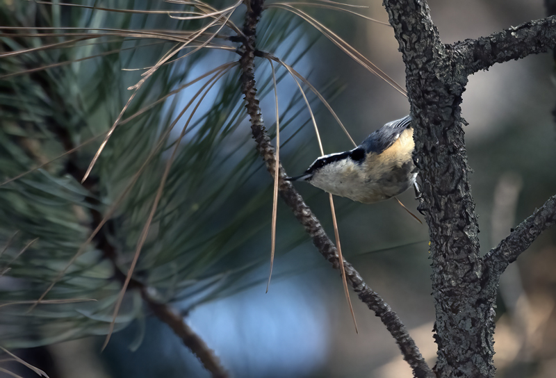 Red_breasted_Nuthatch_17_OR_030