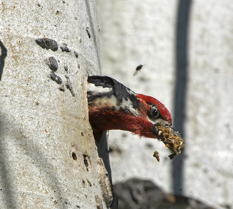 Red_breasted_Sapsucker_17_OR_051