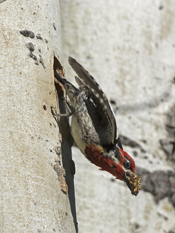 Red_breasted_Sapsucker_17_OR_070