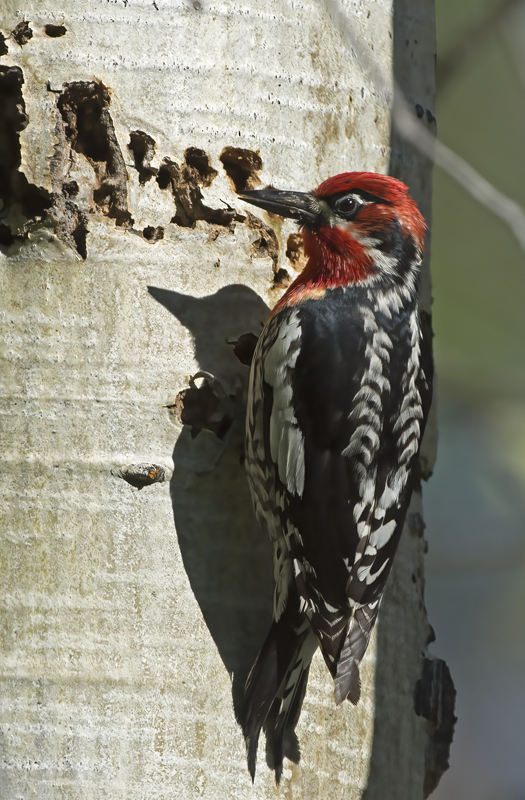 Red_breasted_Sapsucker_17_OR_072