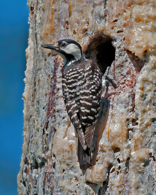 Red_cockaded_Woodpecker_11_FL_197