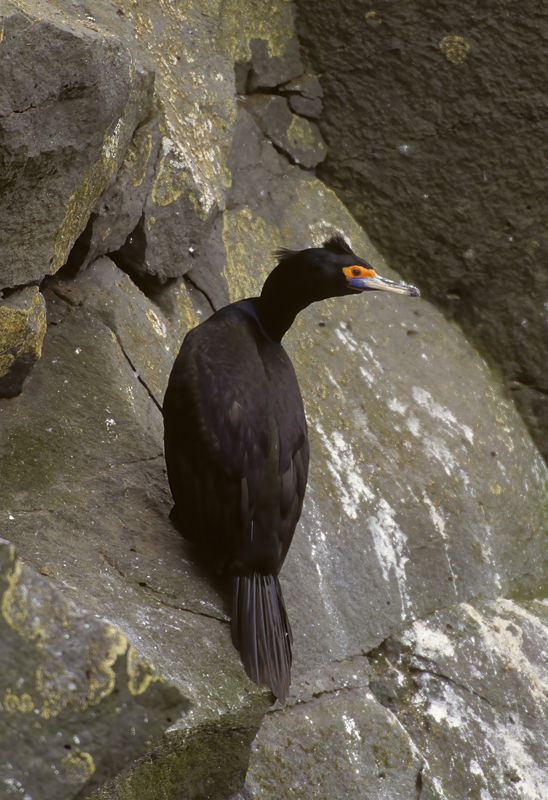 Red_faced_Cormorant_98_AK_001