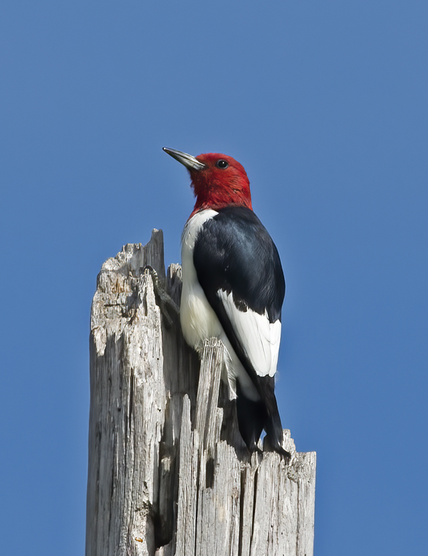 Red_headed_Woodpecker_15_MI_012
