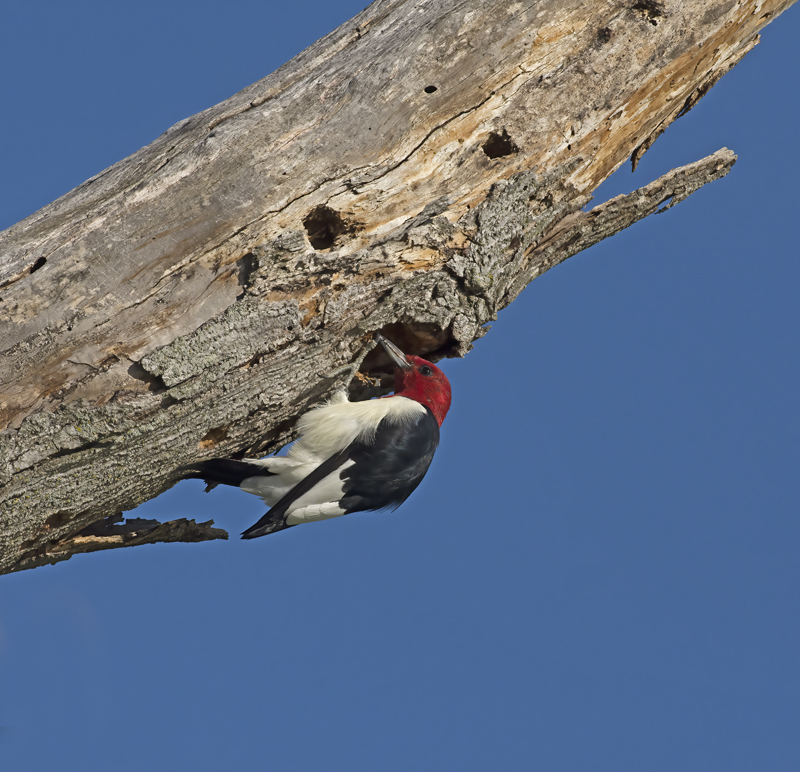 Red_headed_Woodpecker_15_MI_032