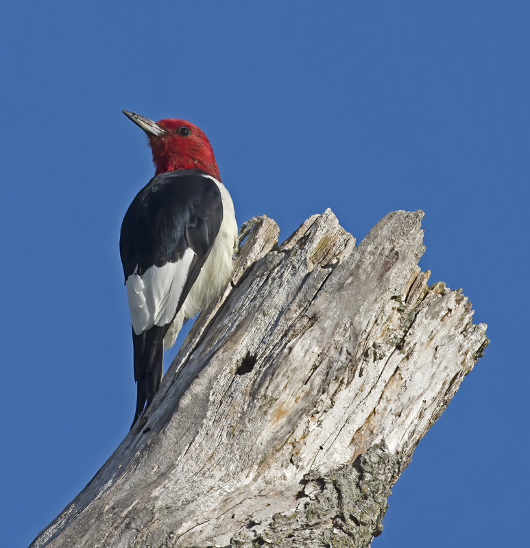 Red_headed_Woodpecker_15_MI_038