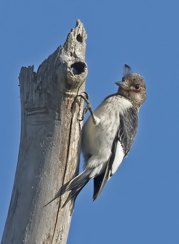 Red_headed_Woodpecker_15_MI_050