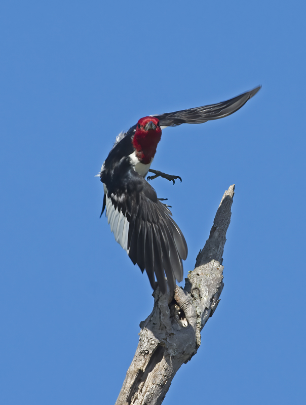 Red_headed_Woodpecker_15_MI_092