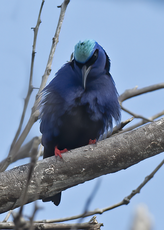 Red_legged_Honeycreeper_17_Costa_Rica_062