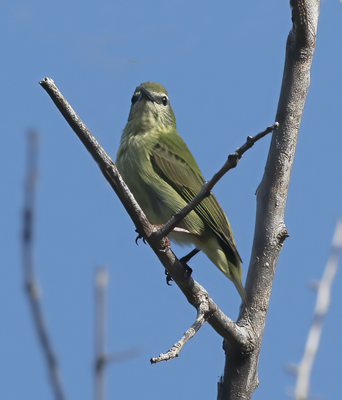 Red_legged_Honeycreeper_17_Costa_Rica_091