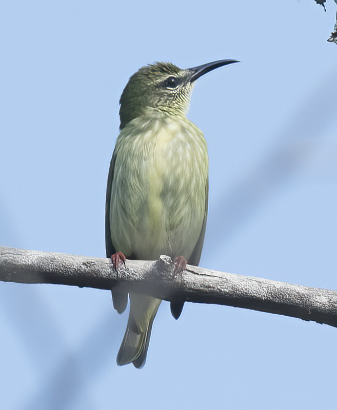 Red_legged_Honeycreeper_17_Costa_Rica_101