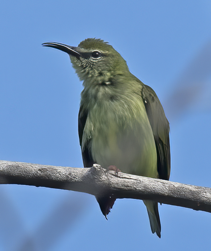 Red_legged_Honeycreeper_17_Costa_Rica_107