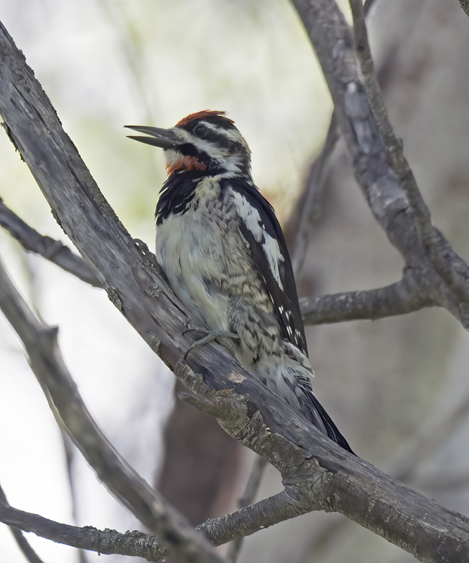 Red_naped_Sapsucker_17_OR_006