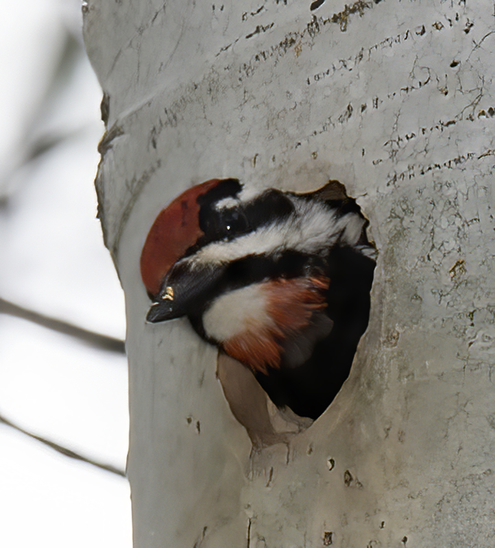 Red_naped_Sapsucker_17_OR_057