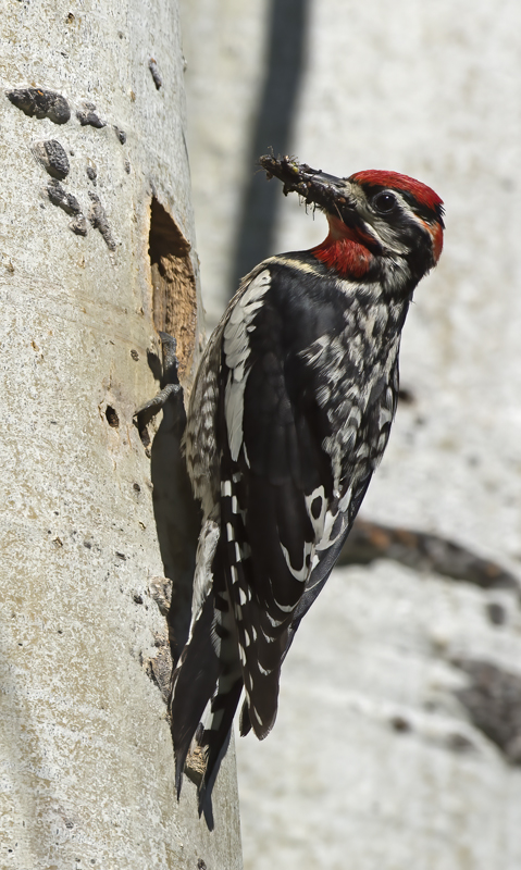 Red_naped_Sapsucker_17_OR_091