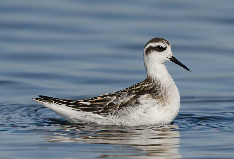 Red_necked_Phalarope_11_CA_024