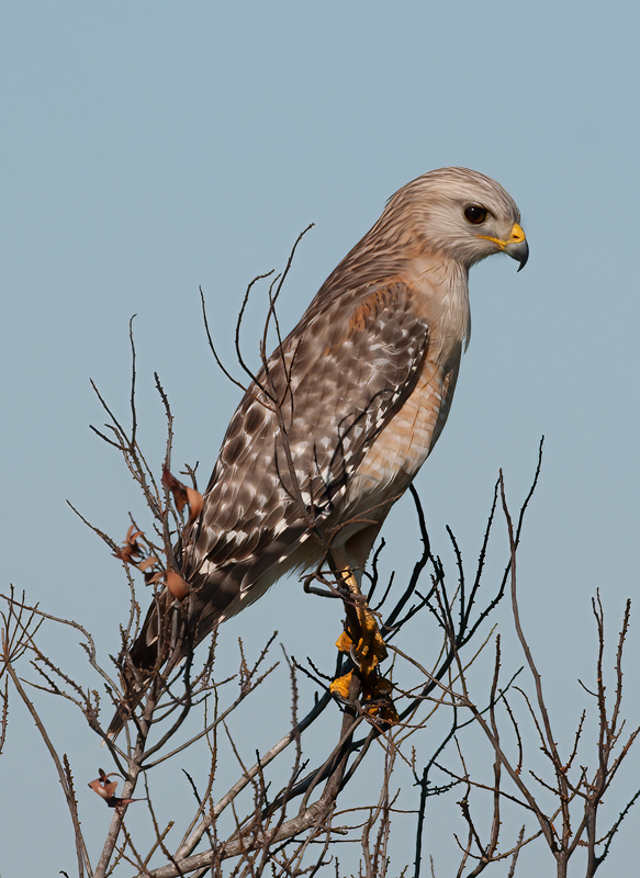 Red_shouldered_Hawk_09_FL_011