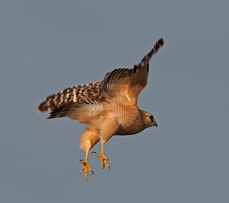 Red_shouldered_Hawk_11_FL_030