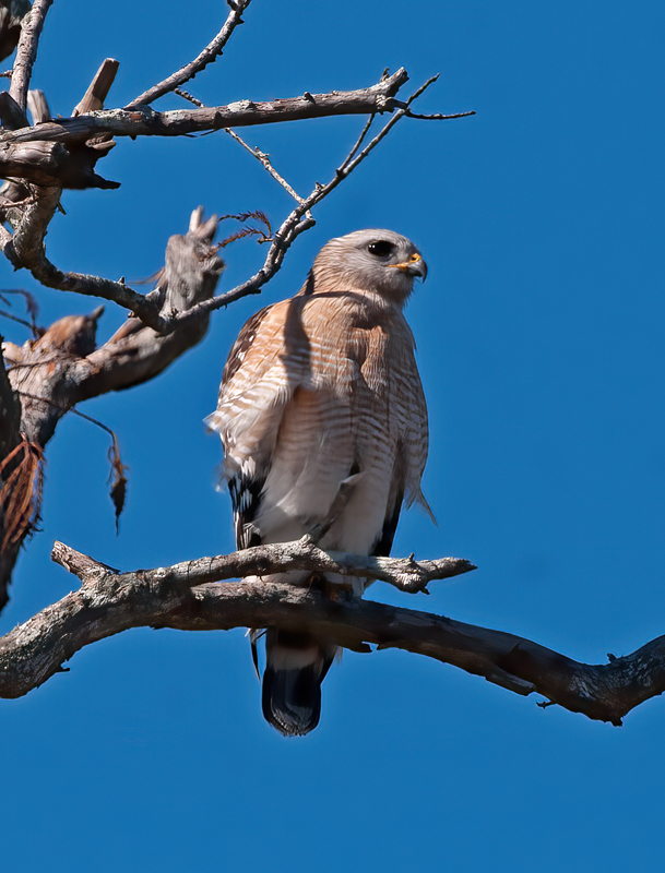 Red_shouldered_Hawk_11_FL_031