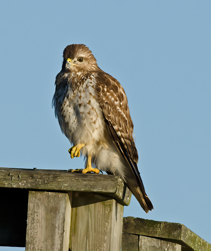 Red_shouldered_Hawk_11_FL_045