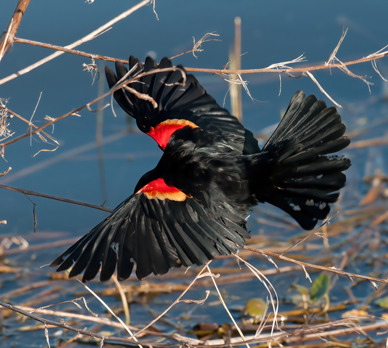 Red_winged_Blackbird_09_FL_003