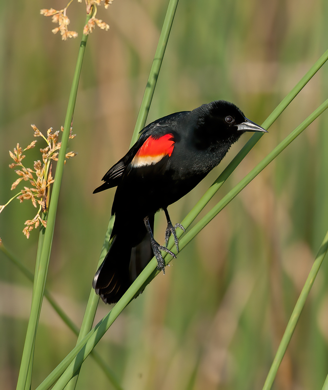 Red_winged_Blackbird_09_FL_033
