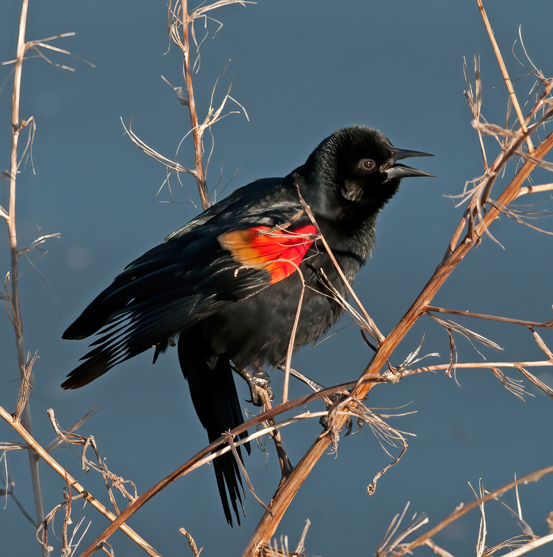 Red_winged_Blackbird_10_FL_013