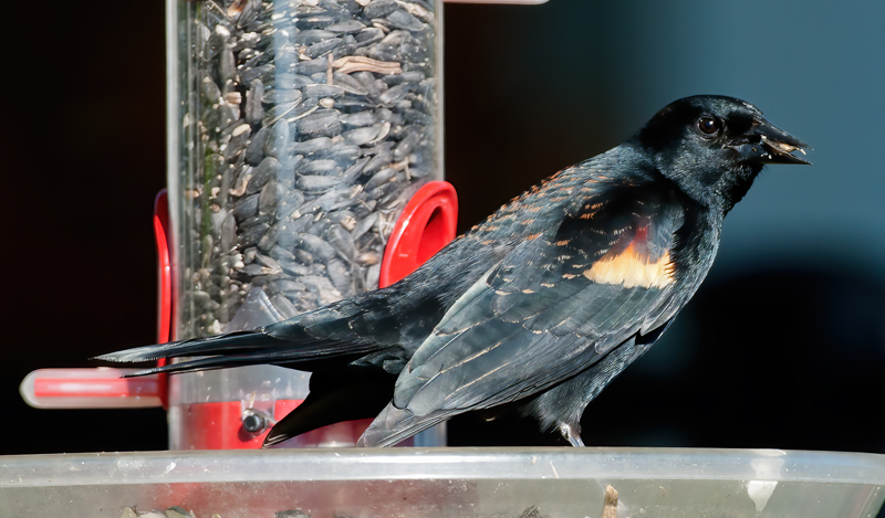 Red_winged_Blackbird_11_FL_007