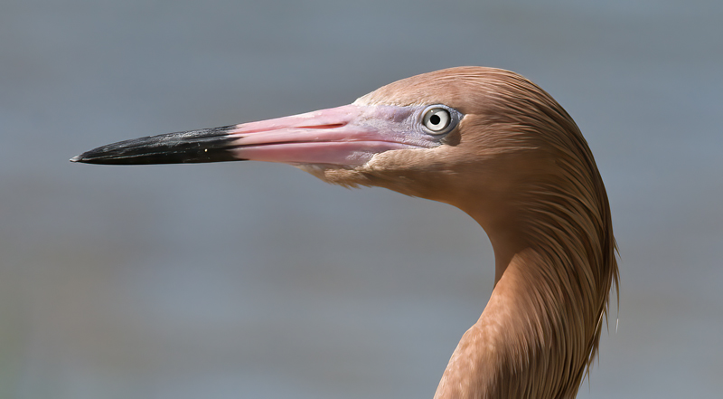 Reddish_Egret_09_FL_013