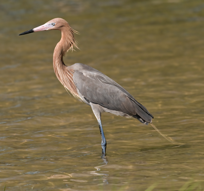 Reddish_Egret_09_FL_026