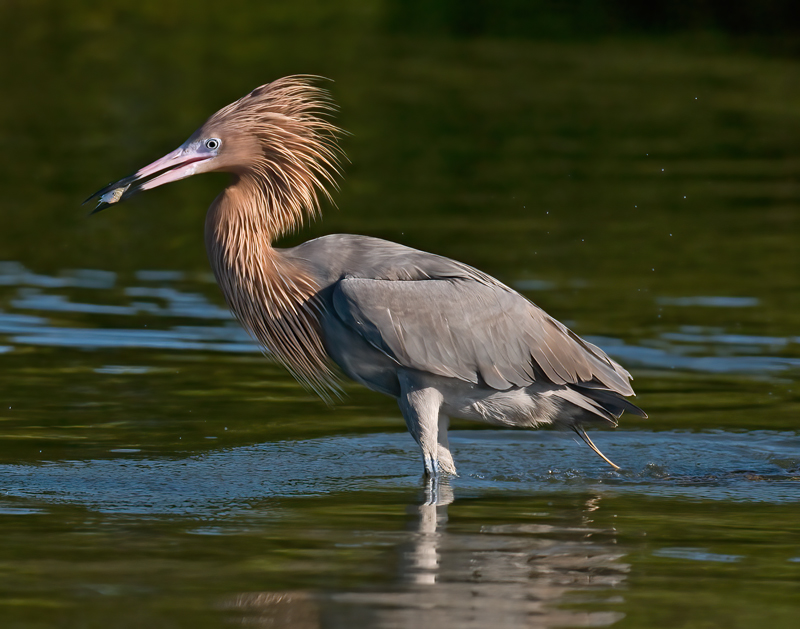 Reddish_Egret_09_FL_058