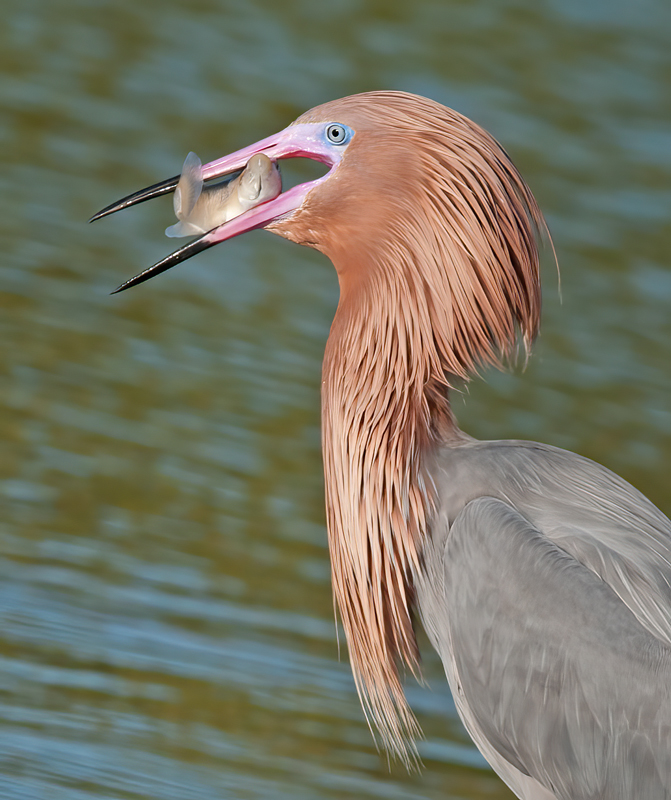 Reddish_Egret_11_FL_077