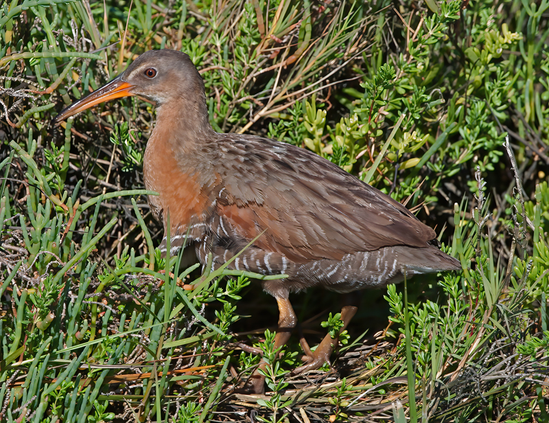 Ridgeways_Rail_14_CA_008
