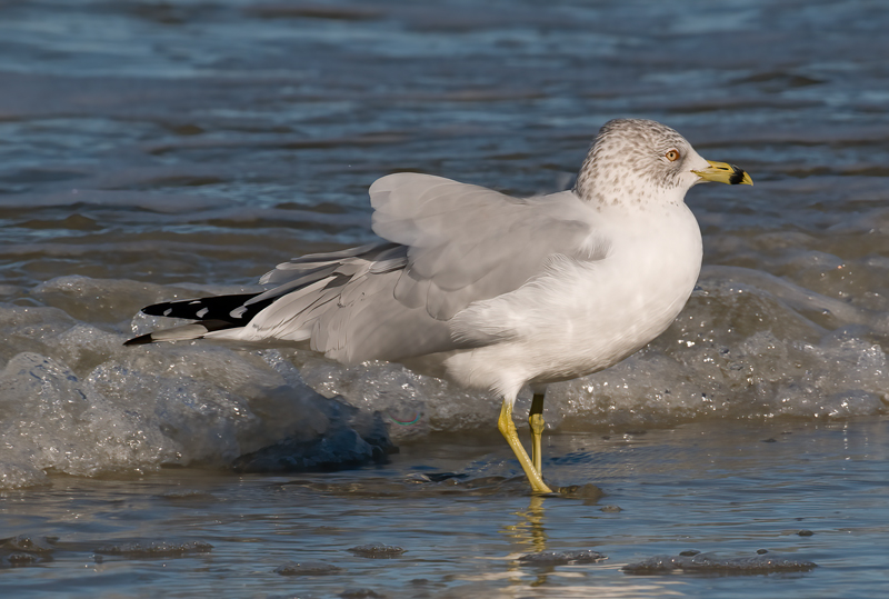 Ring_Billed_Gull_09_FL_007